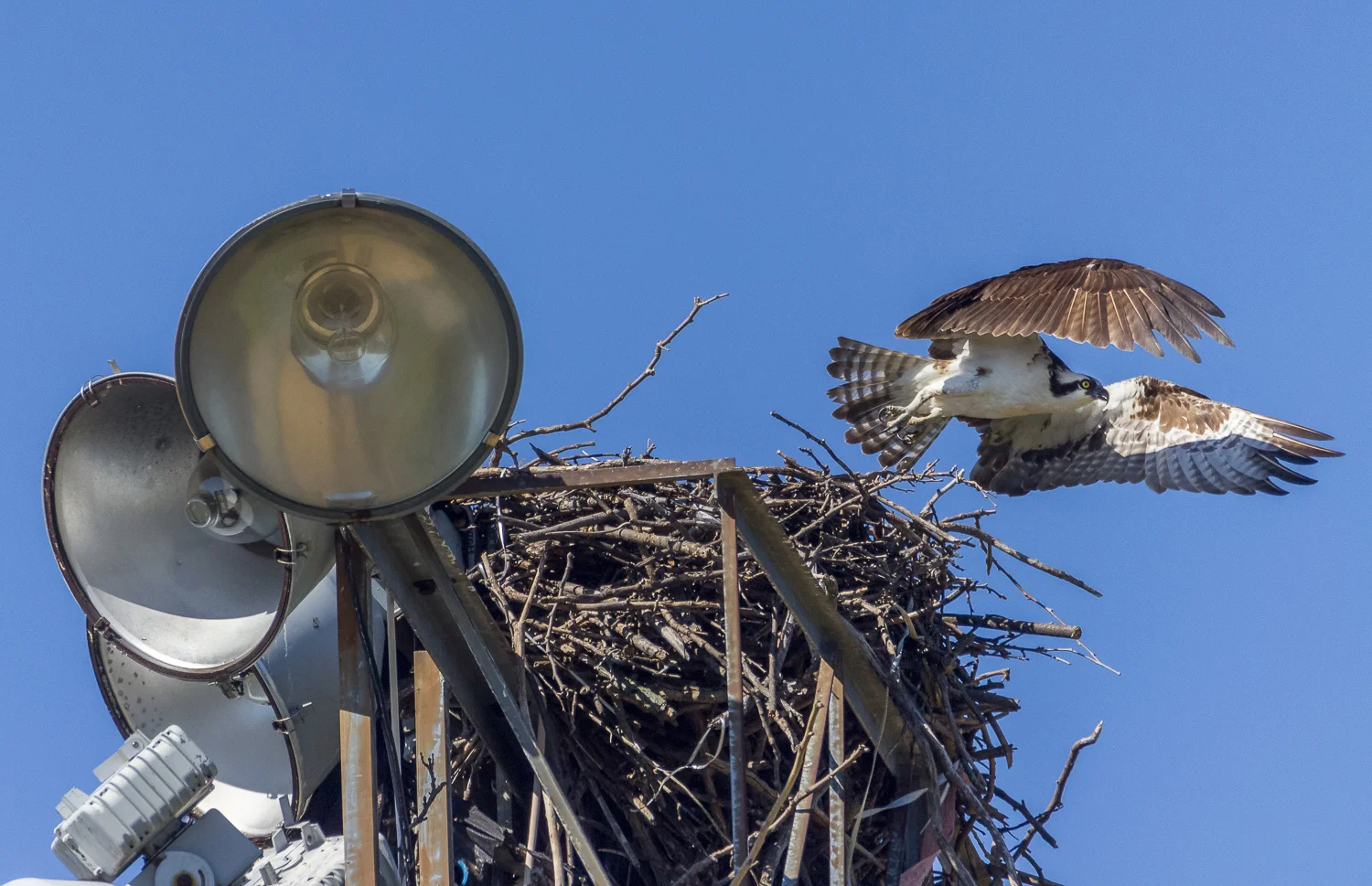 2016-08-08-osprey_4.jpg