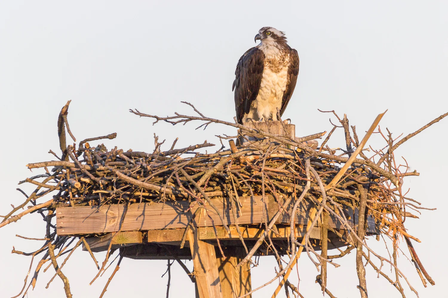 2017-06-03 osprey in nest_5.jpg