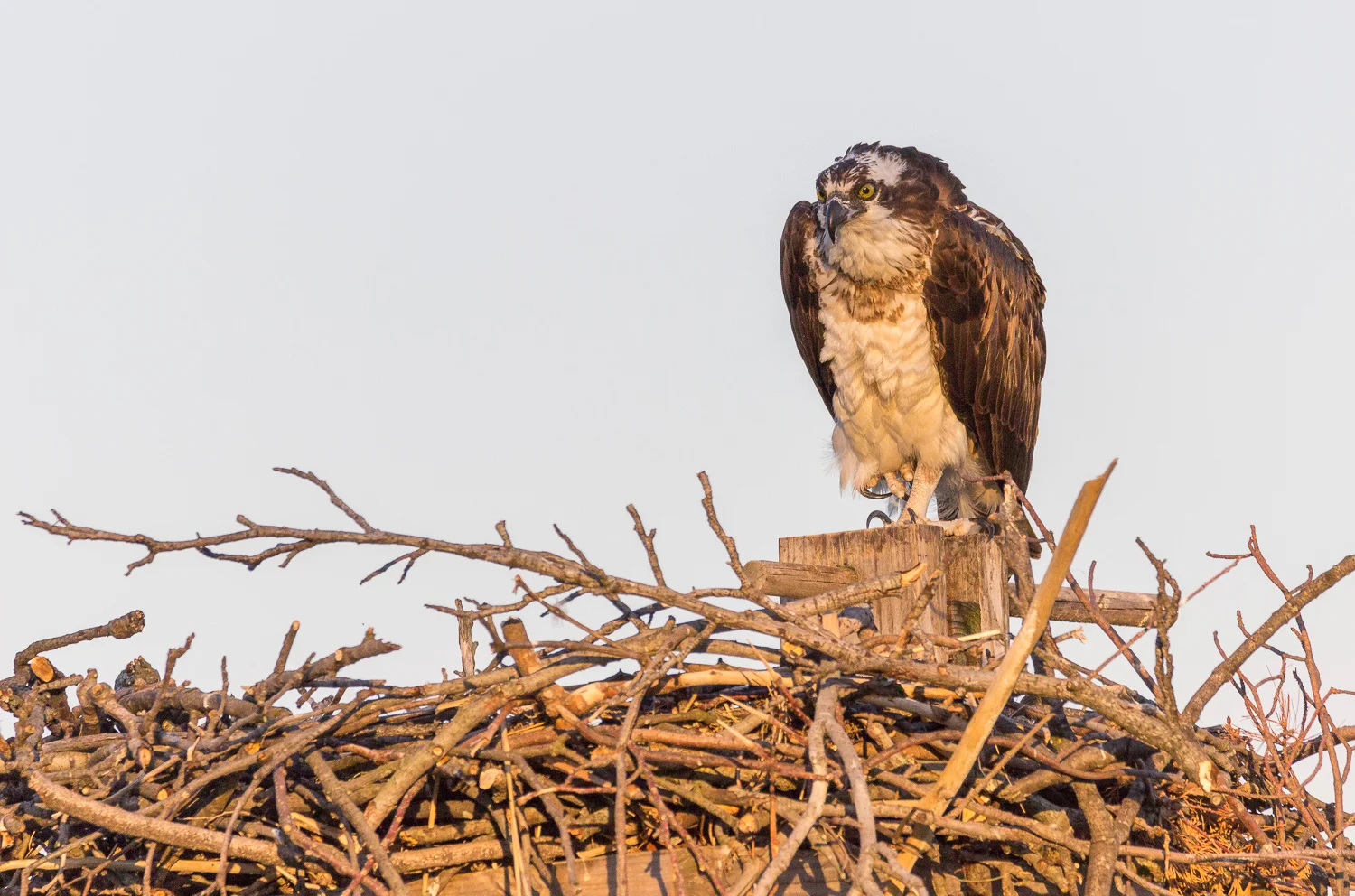 2017-06-03 osprey in nest_22.jpg
