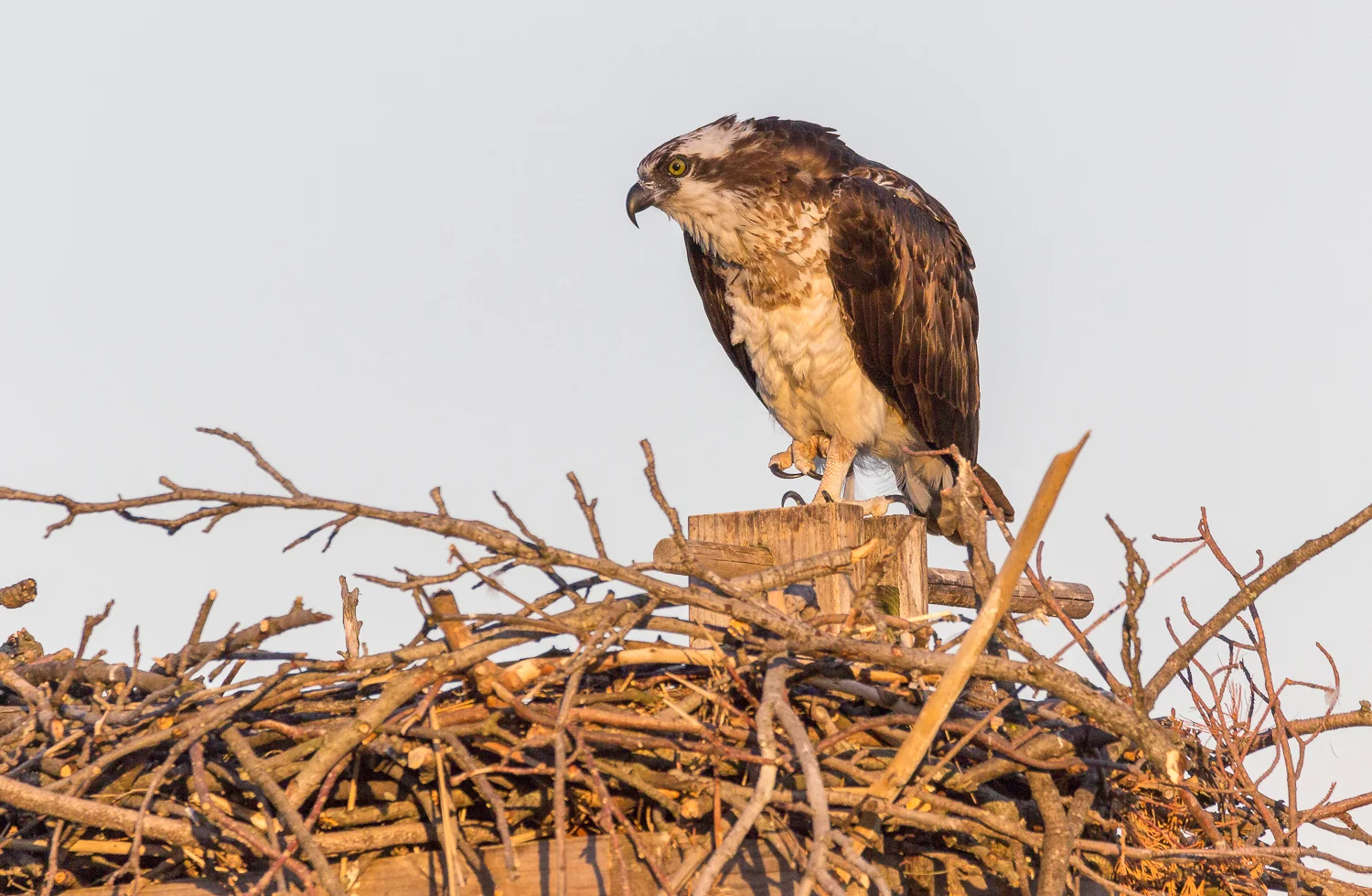 2017-06-03 osprey in nest_59.jpg