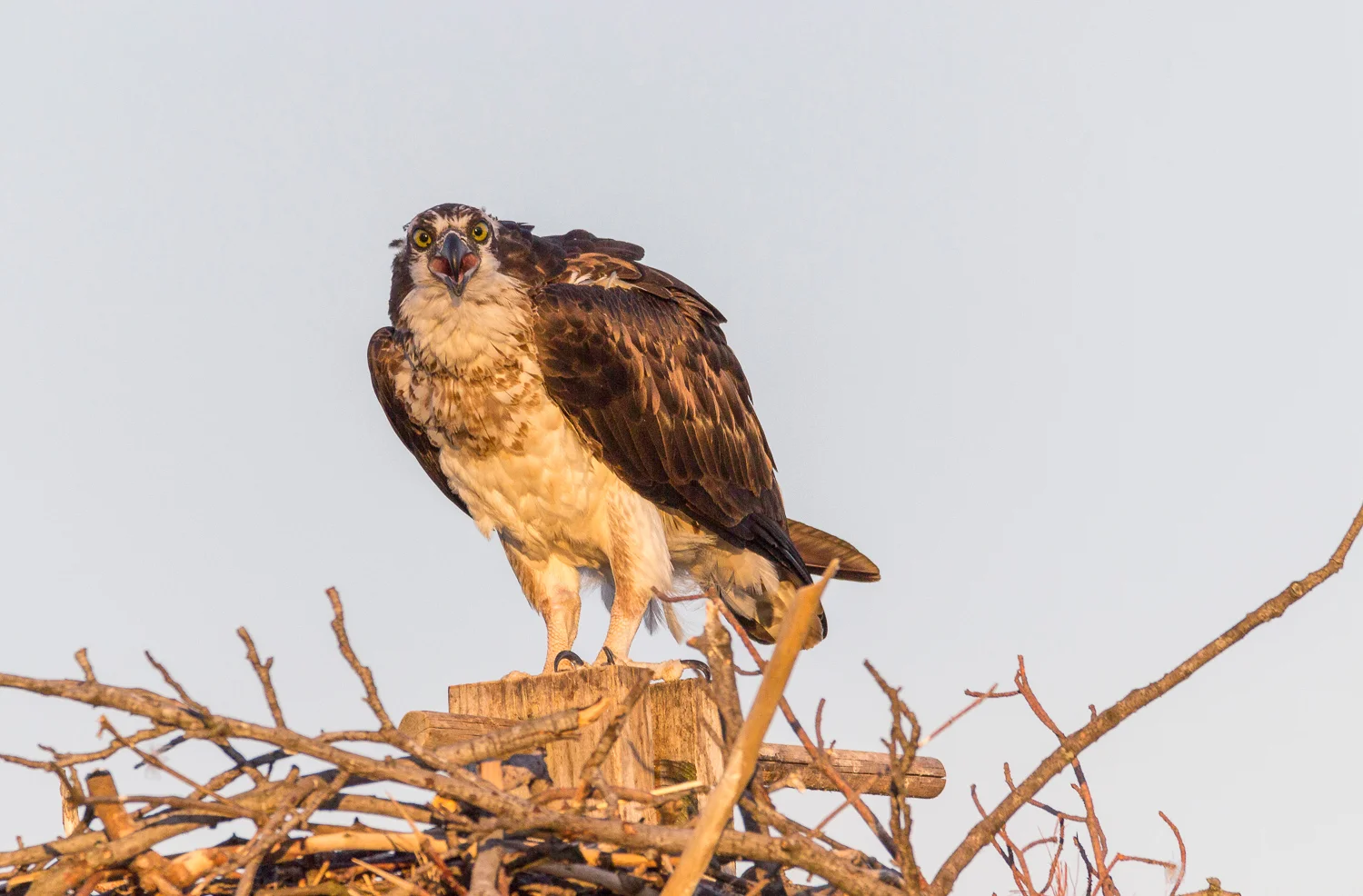 2017-06-03 osprey in nest_93.jpg