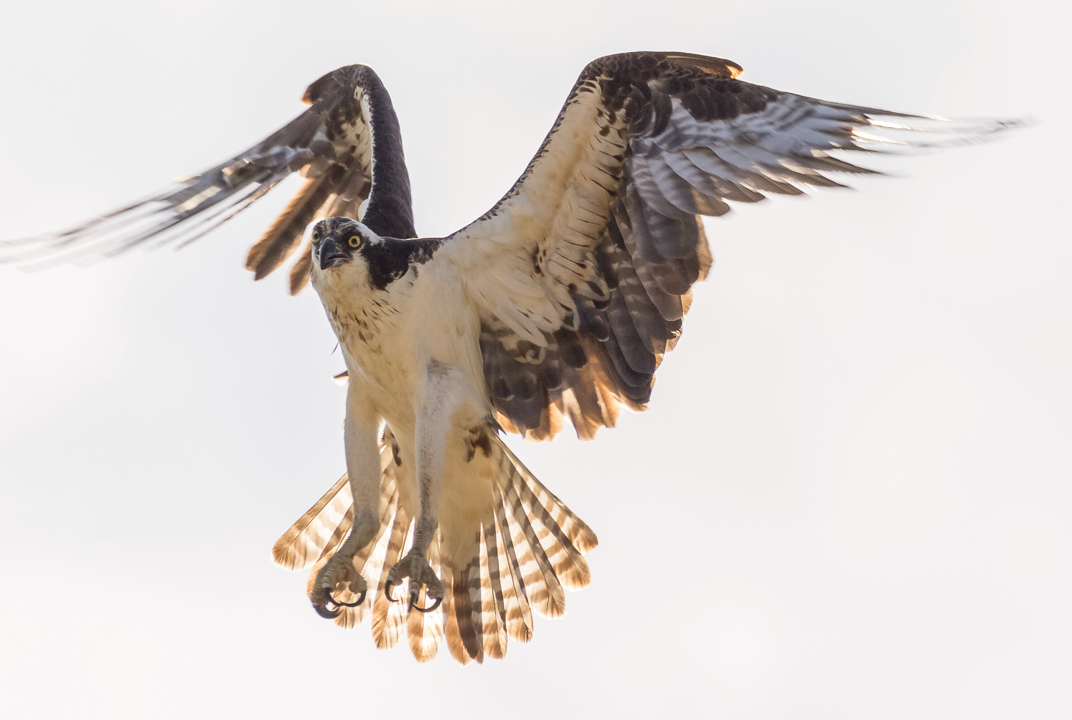 2017-07-02 osprey_14.jpg