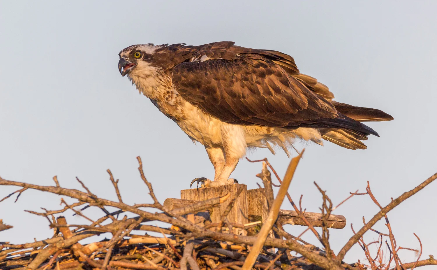 2017-06-03 osprey in nest_99.jpg