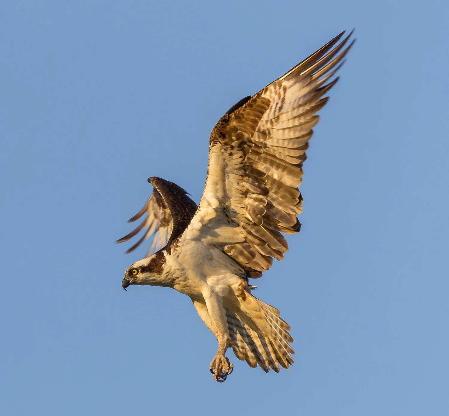 2017-07-08 osprey_12.jpg