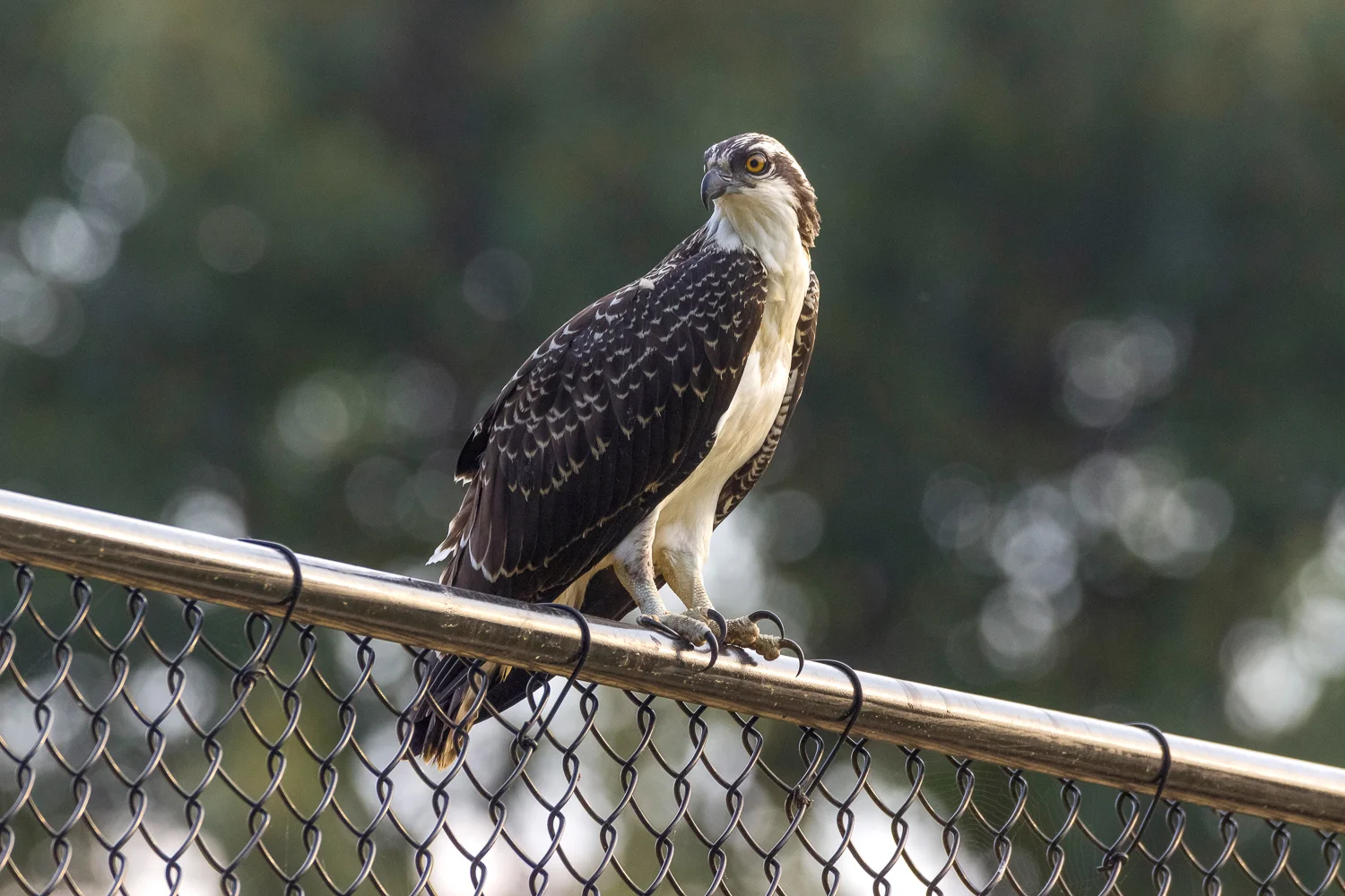2017-07-17 osprey_76.jpg