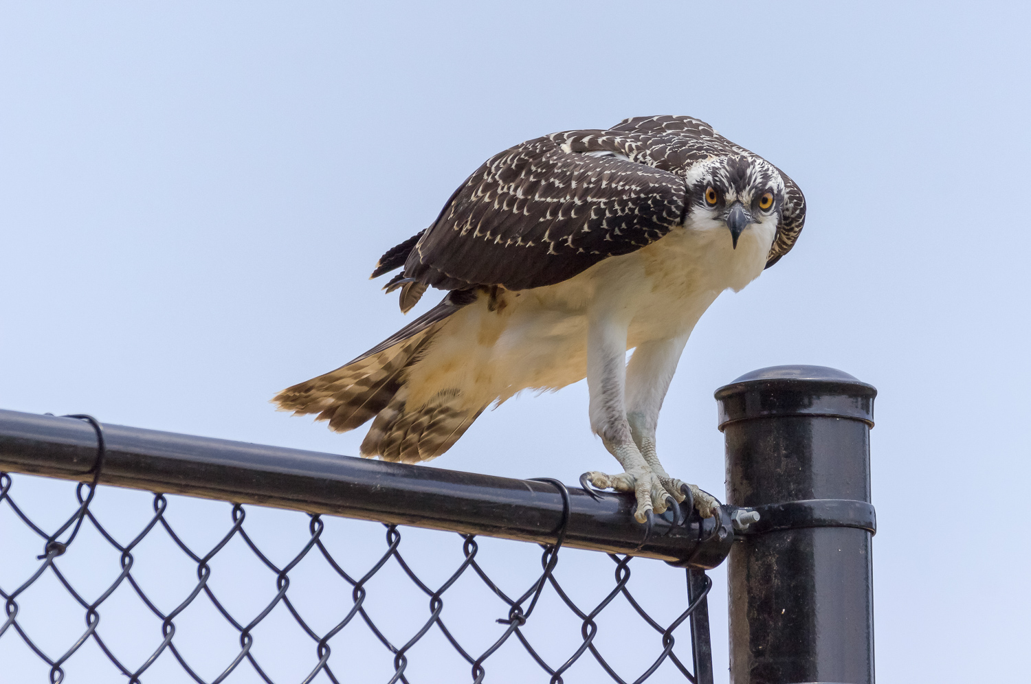 2017-07-17 osprey_235.jpg