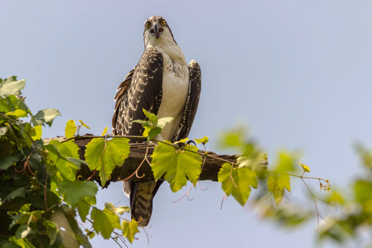 2017-07-17 osprey_273.jpg