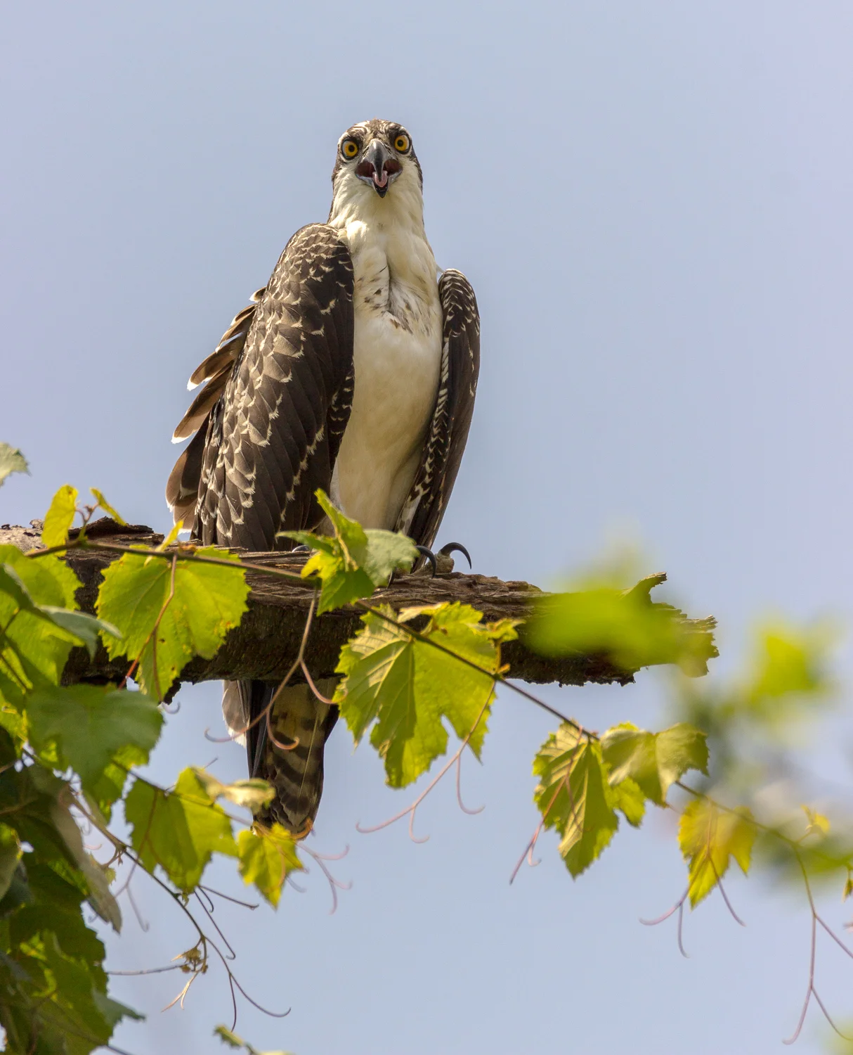 2017-07-17 osprey_277.jpg