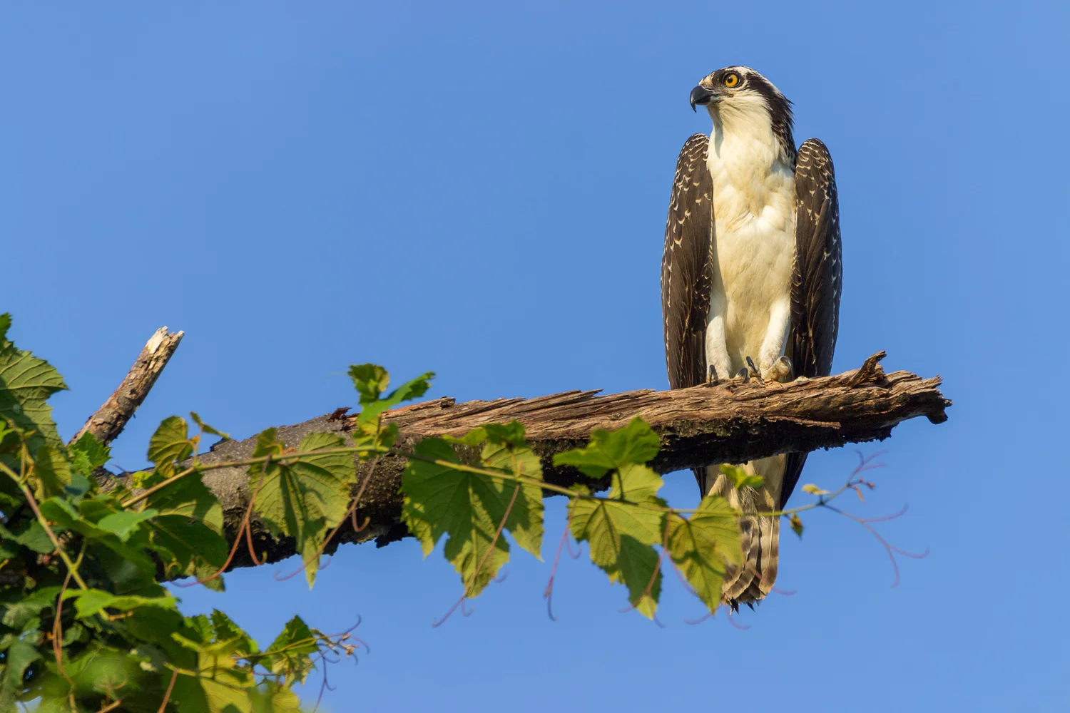 2017-07-20 osprey_43.jpg