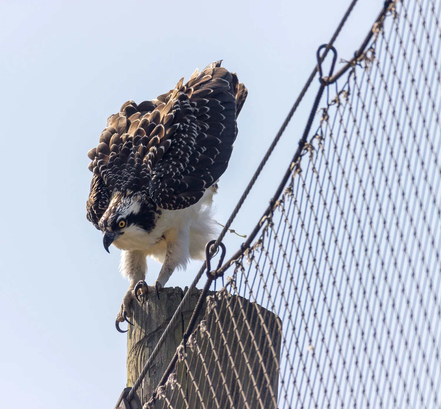 2017-07-19 osprey_46.jpg