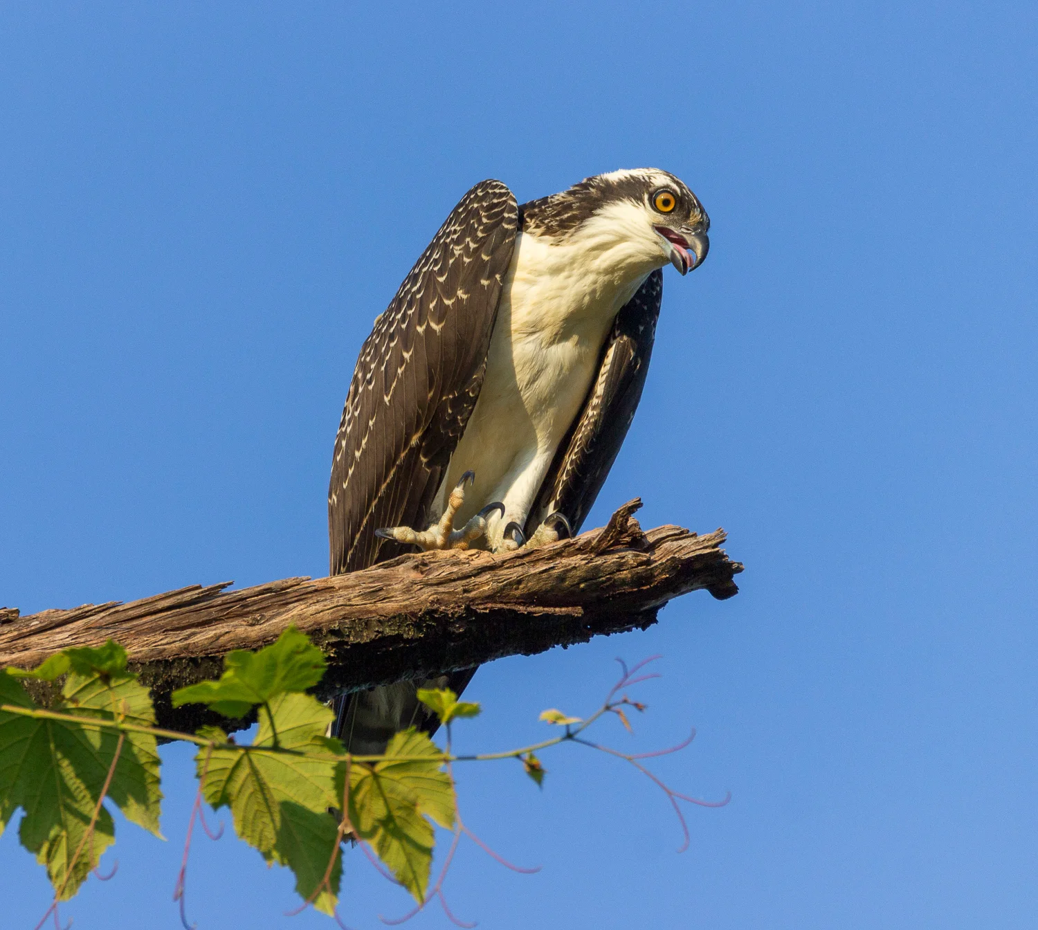 2017-07-20 osprey_56.jpg
