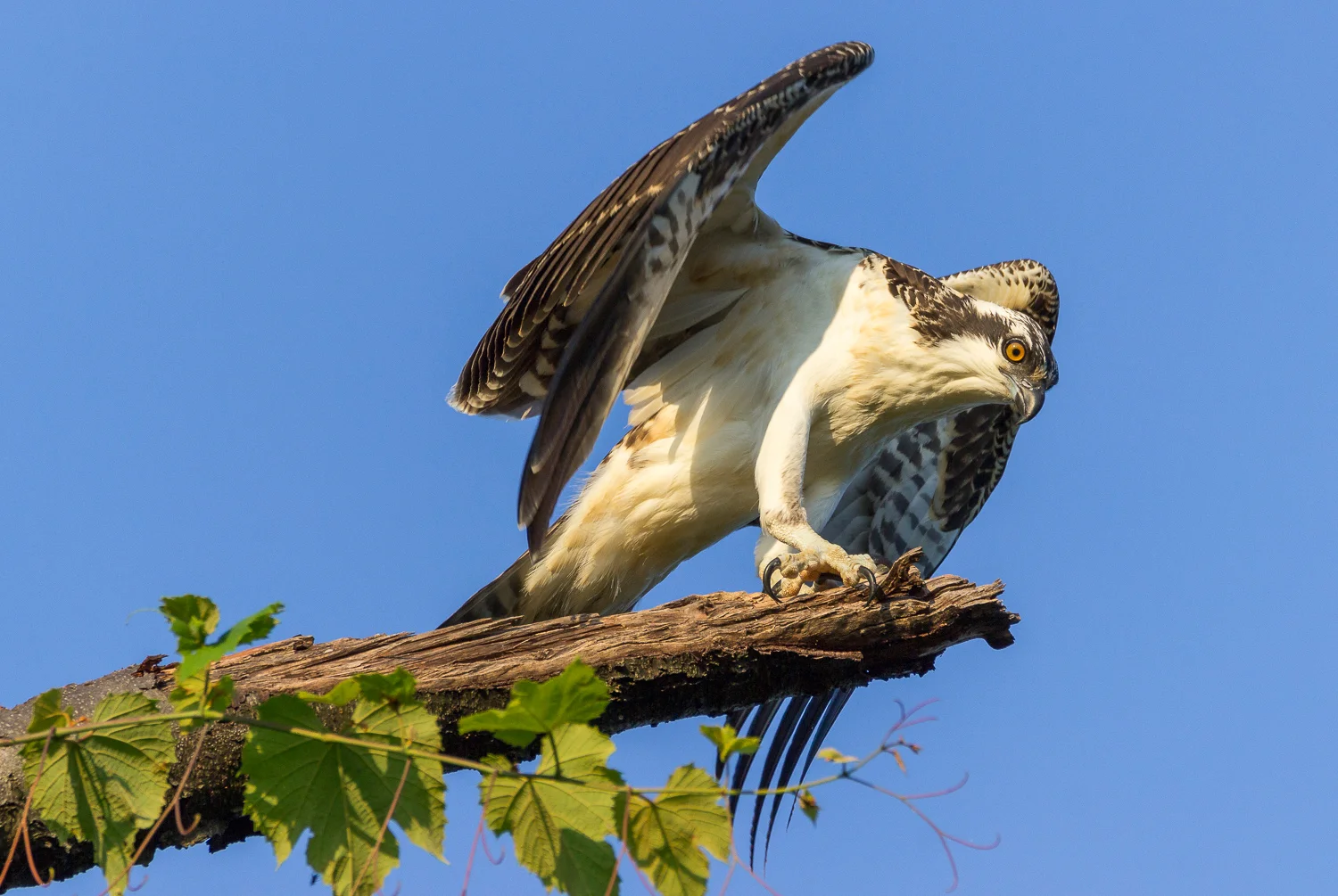 2017-07-20 osprey_63.jpg