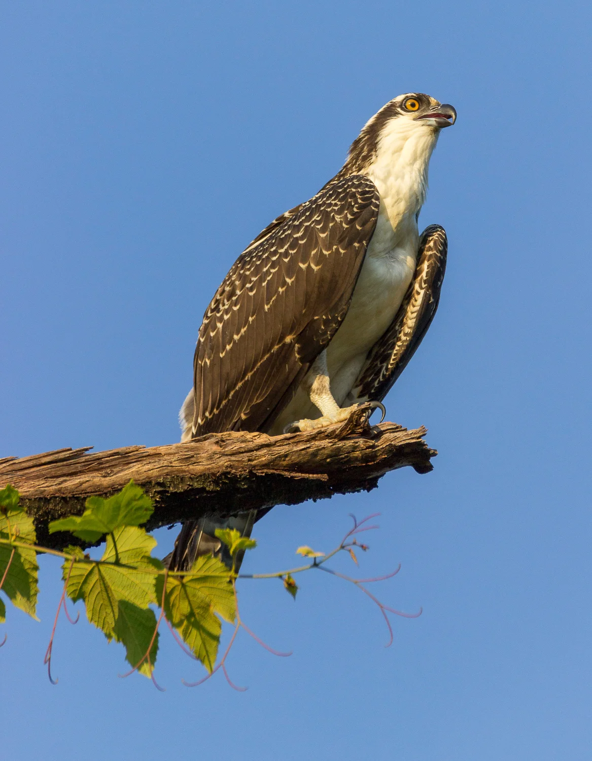 2017-07-20 osprey_68.jpg