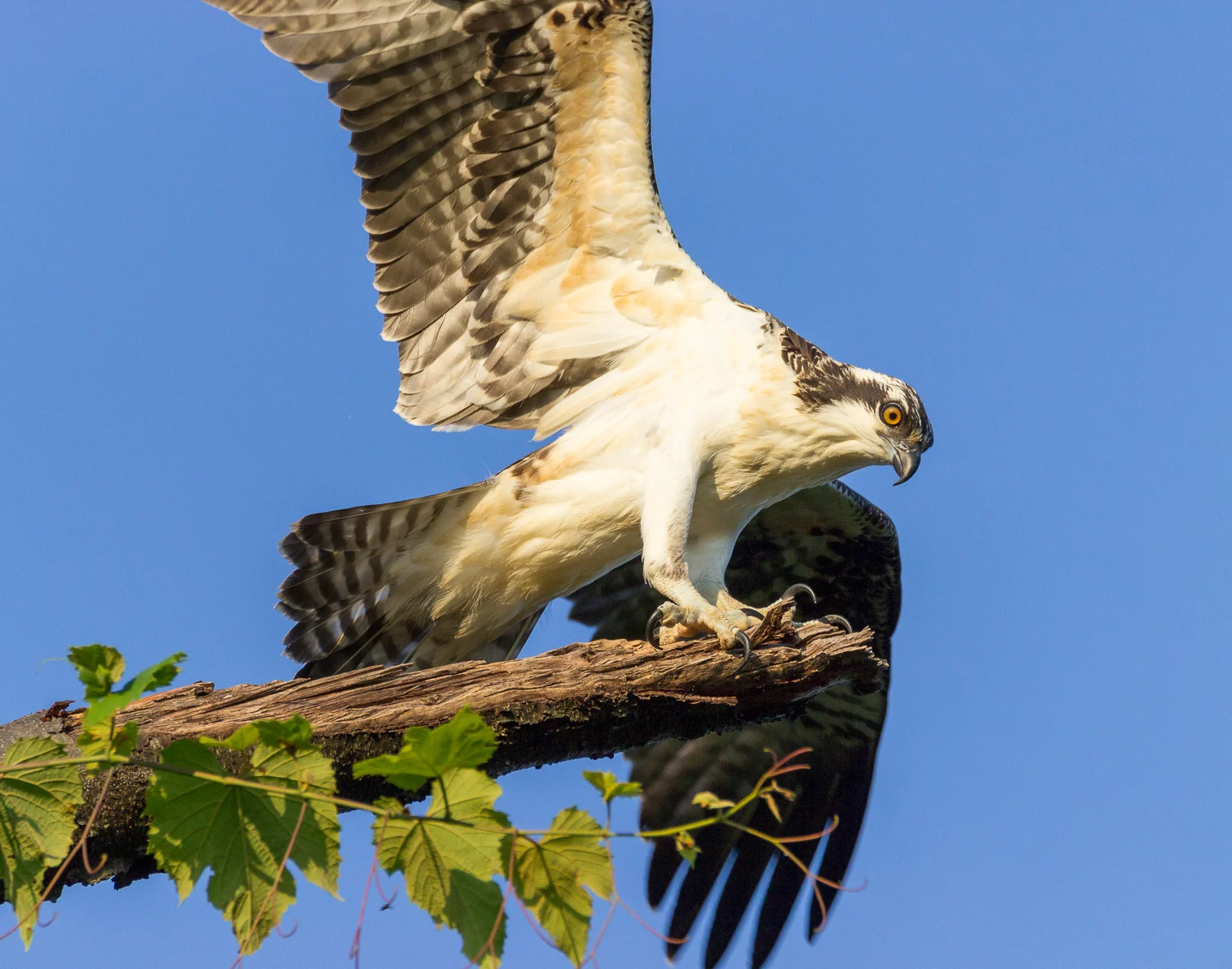 2017-07-20 osprey_64.jpg