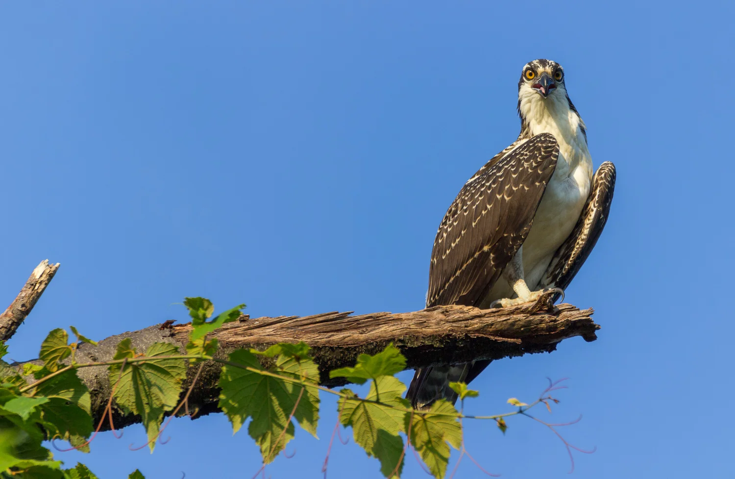 2017-07-20 osprey_96.jpg