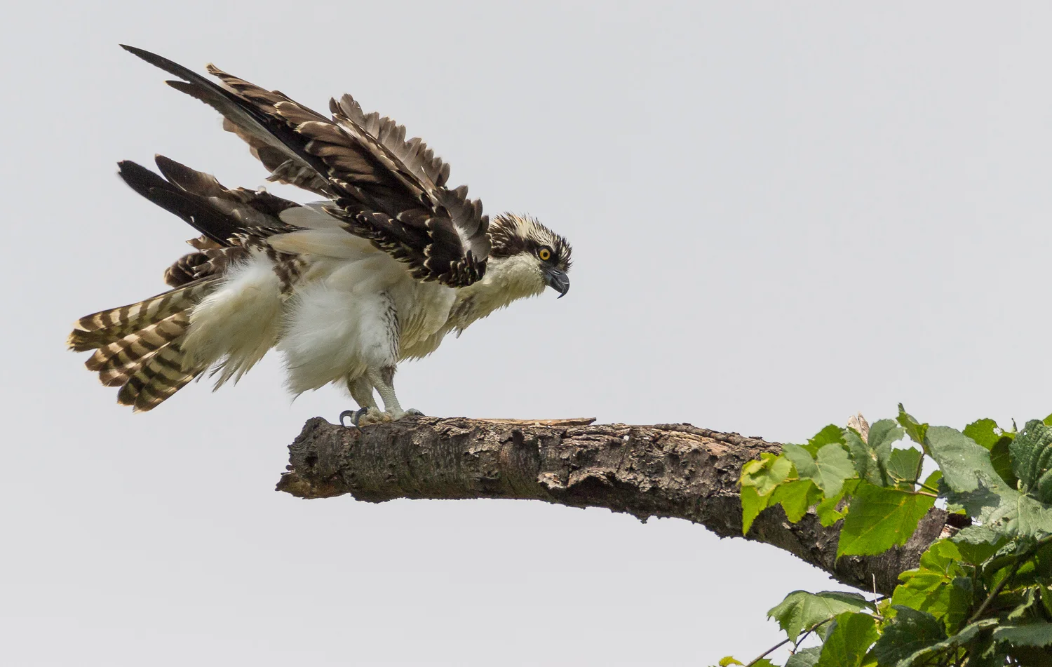 2017-07-20 osprey_105.jpg