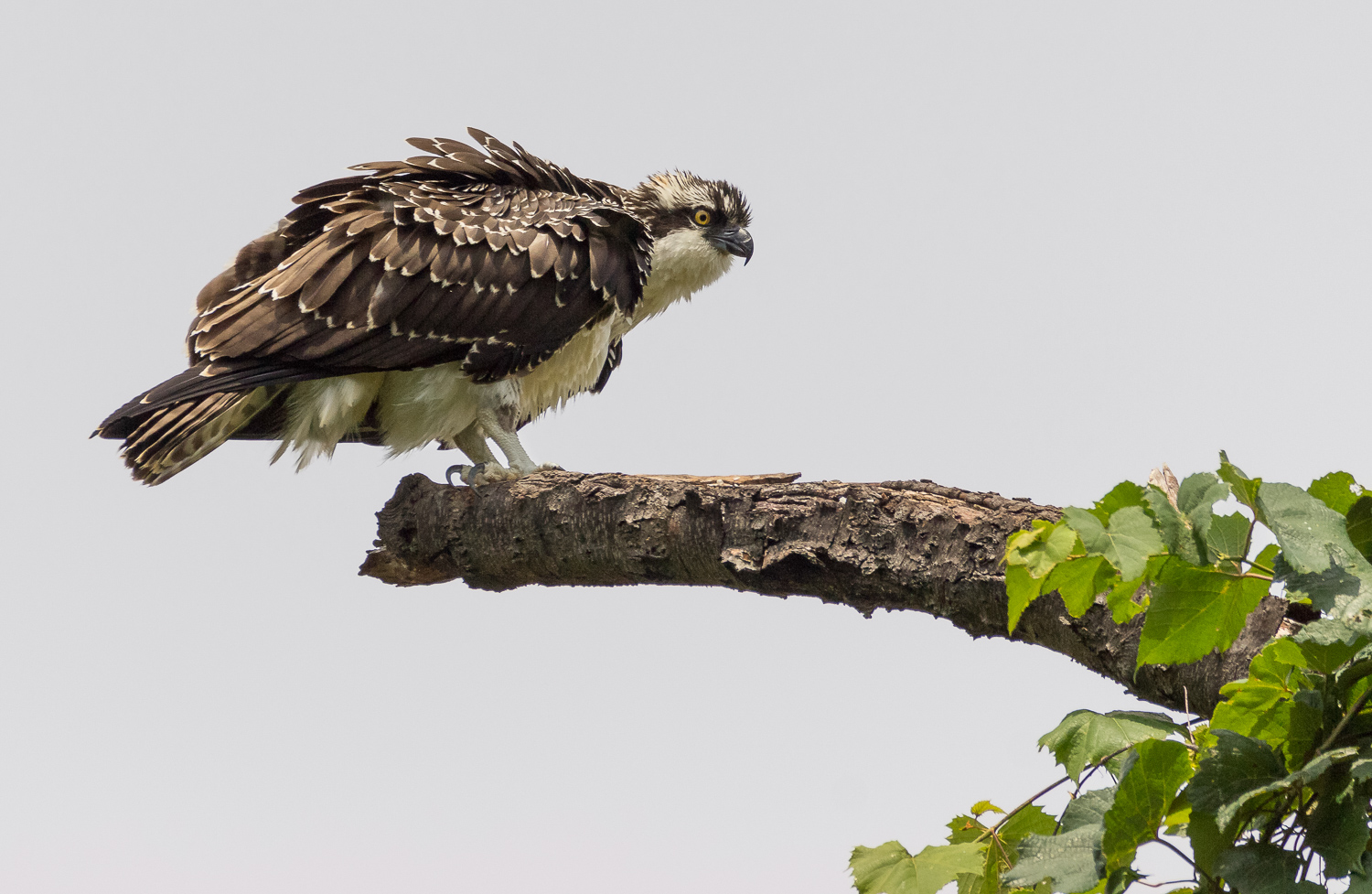 2017-07-20 osprey_106.jpg