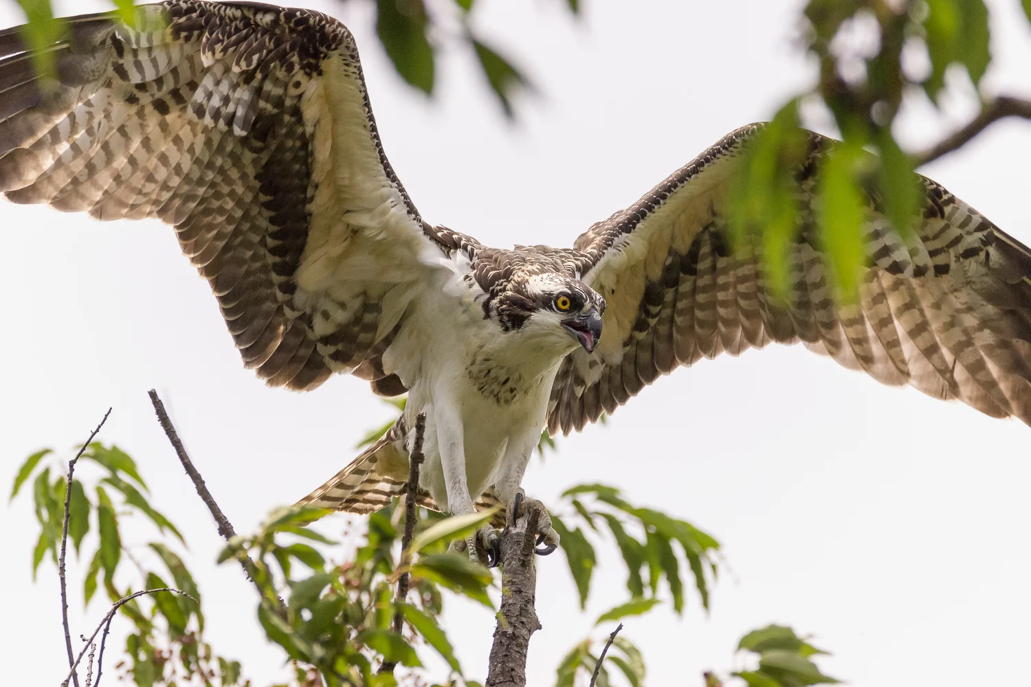 2017-07-20 osprey_180.jpg