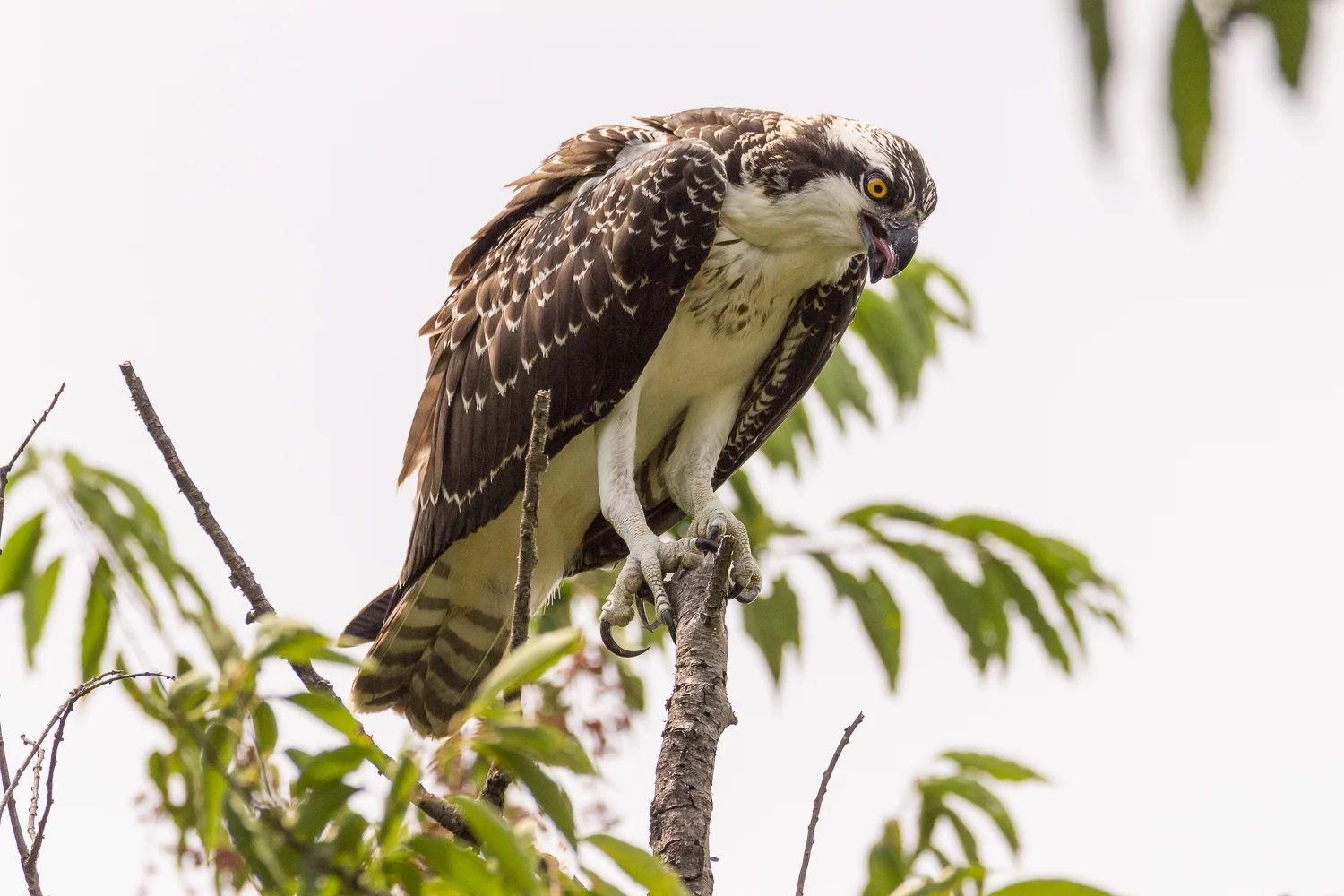 2017-07-20 osprey_190.jpg