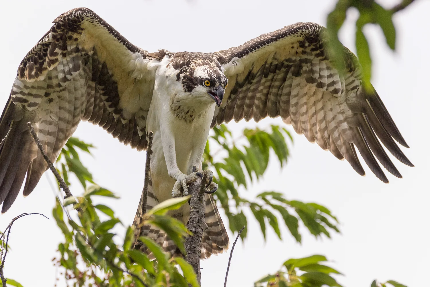 2017-07-20 osprey_181.jpg