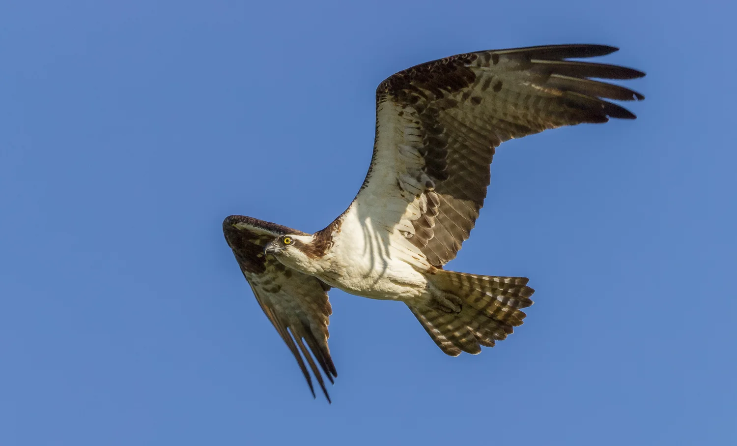 2017-07-28 osprey_17.jpg