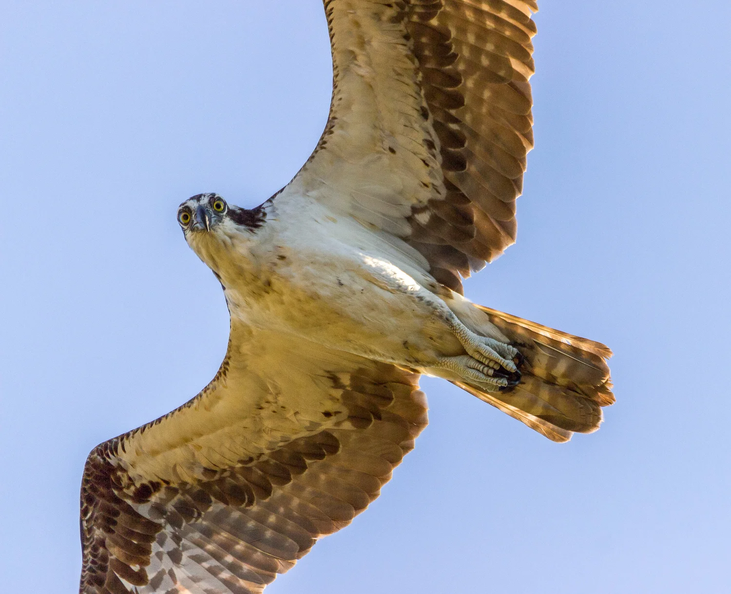 2017-07-28 osprey_25.jpg