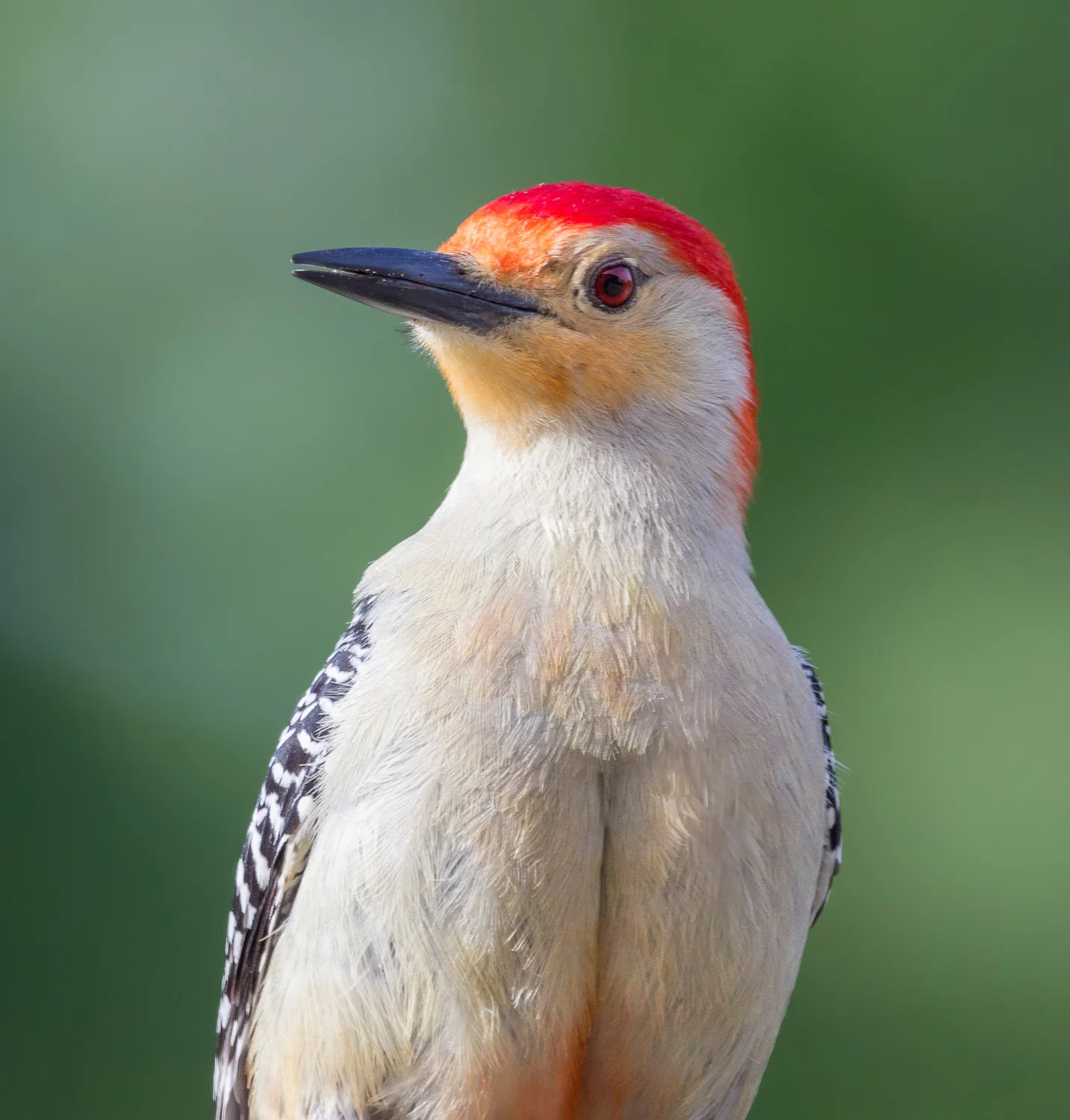 2016-05-04 red bellied woodpecker.jpg