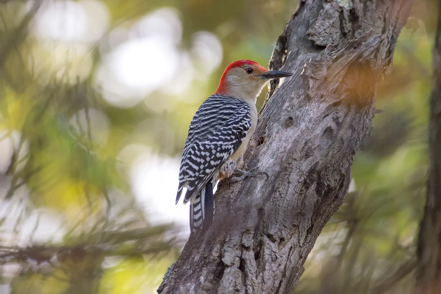 2016-10-07-red bellied woodpecker_9.jpg