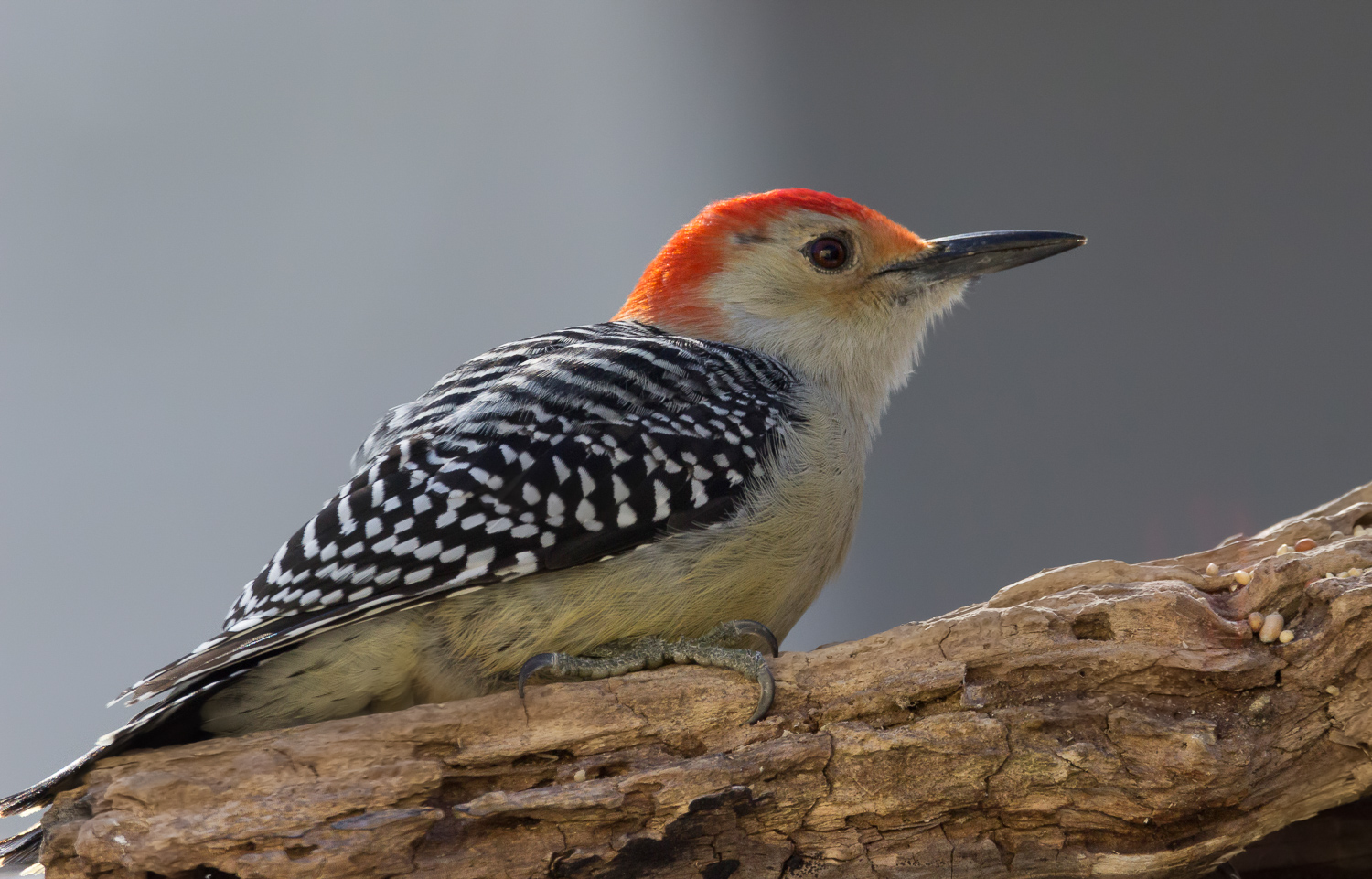 2017-12-10-red bellied woodpecker_3.jpg