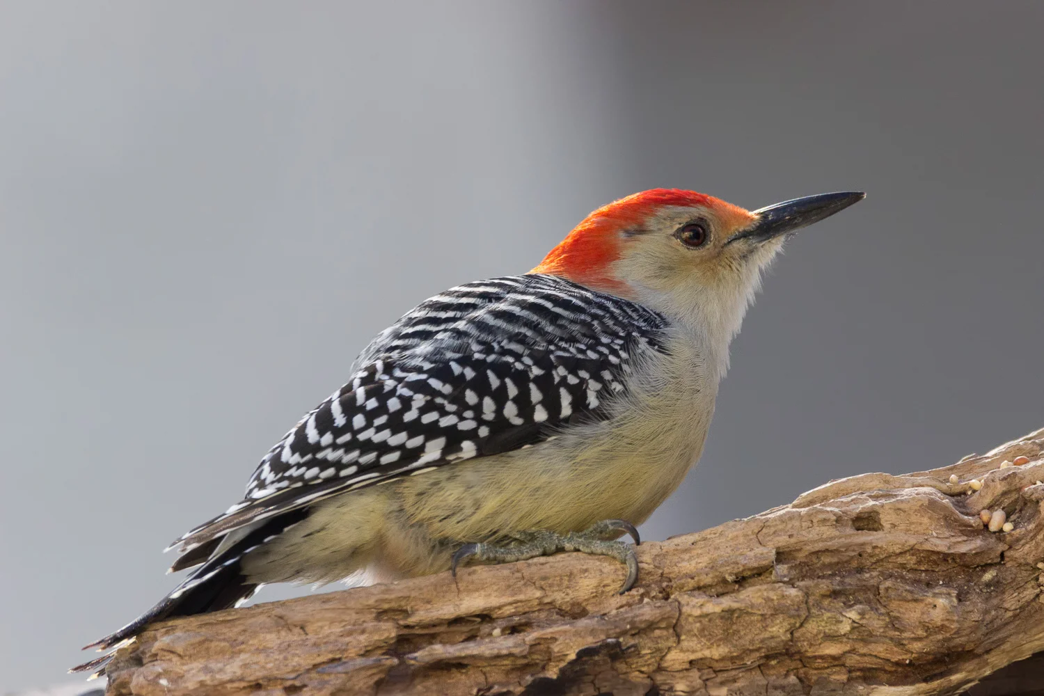 2017-12-10-red bellied woodpecker_8.jpg