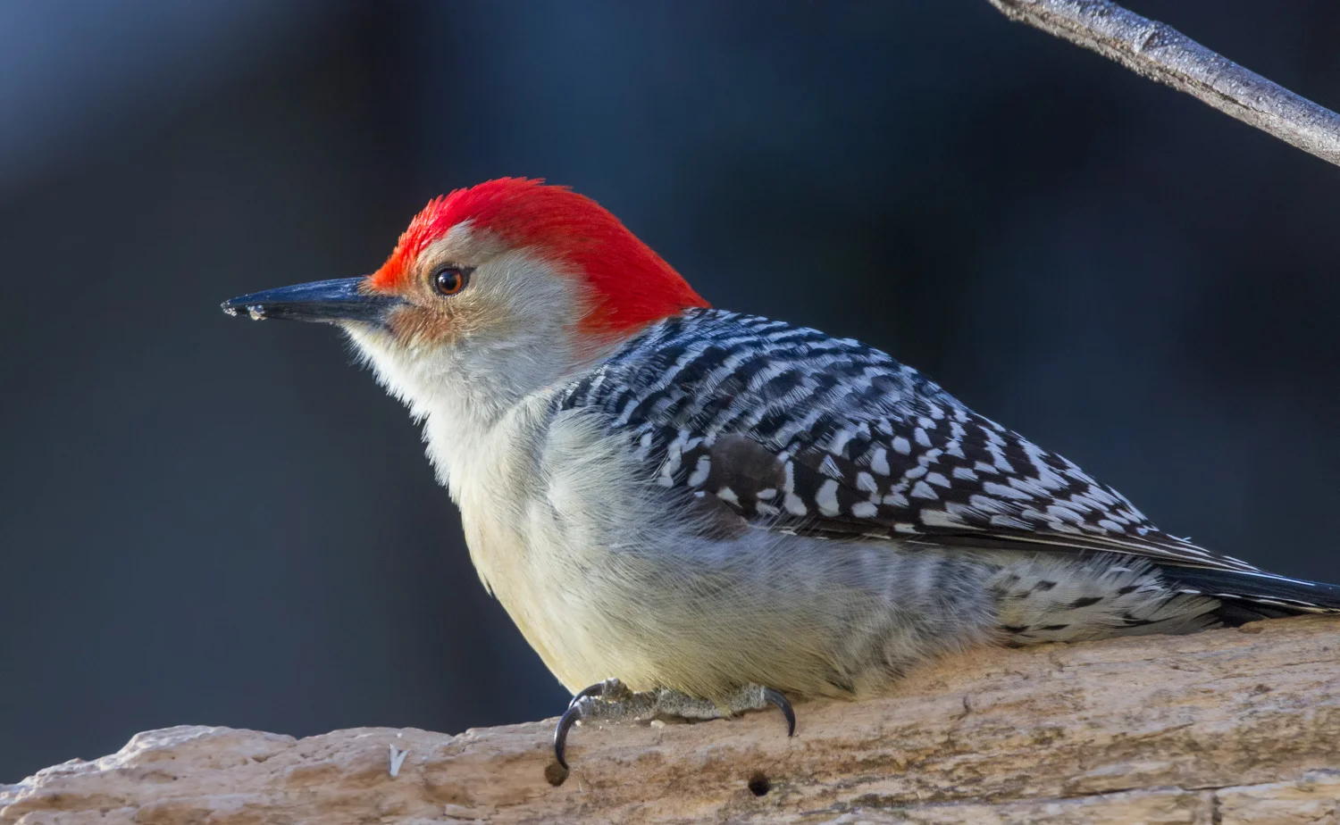 2018-02-030 - red bellied woodpecker_3.jpg