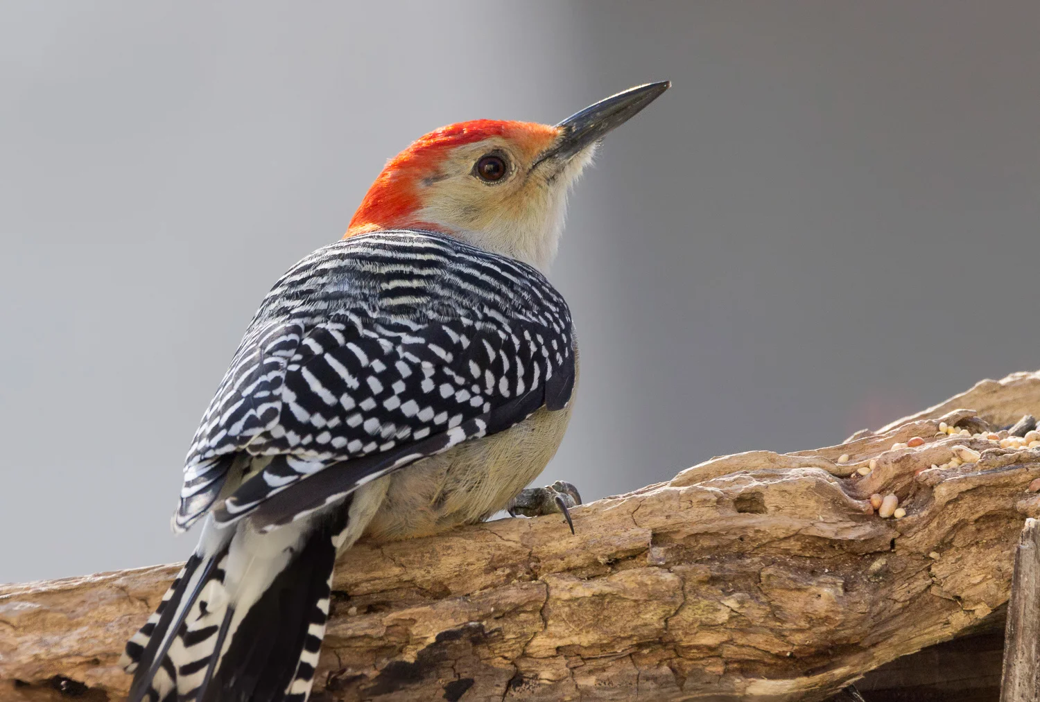 2017-12-10-red bellied woodpecker_19.jpg
