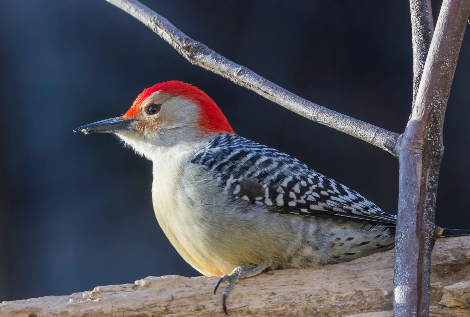 2018-02-030 - red bellied woodpecker_7.jpg