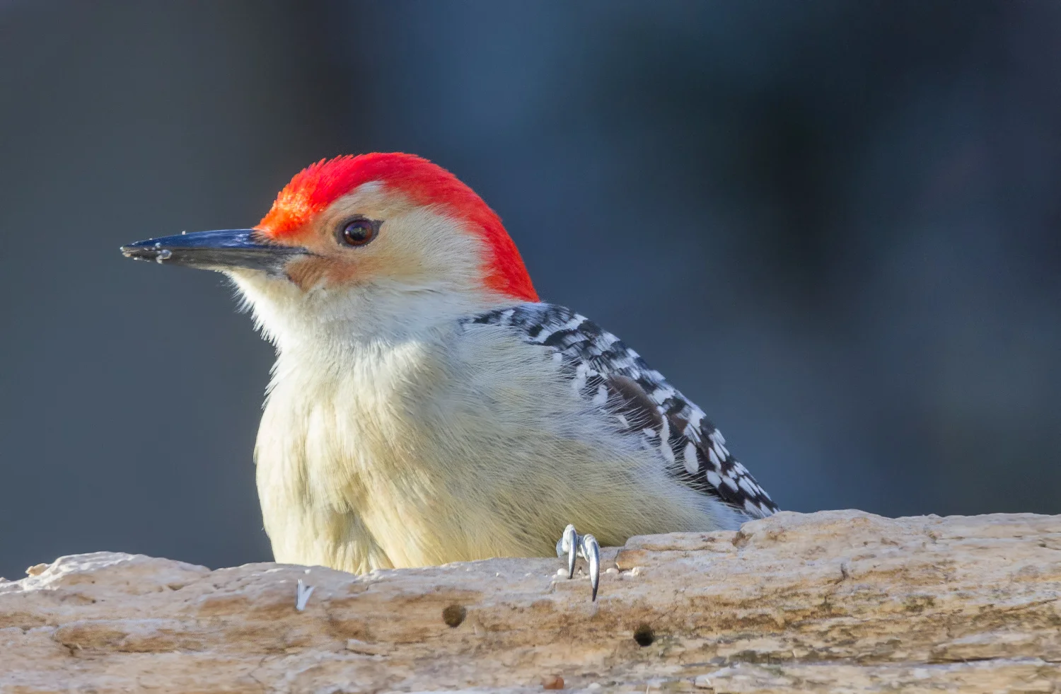 2018-02-030 - red bellied woodpecker_13.jpg