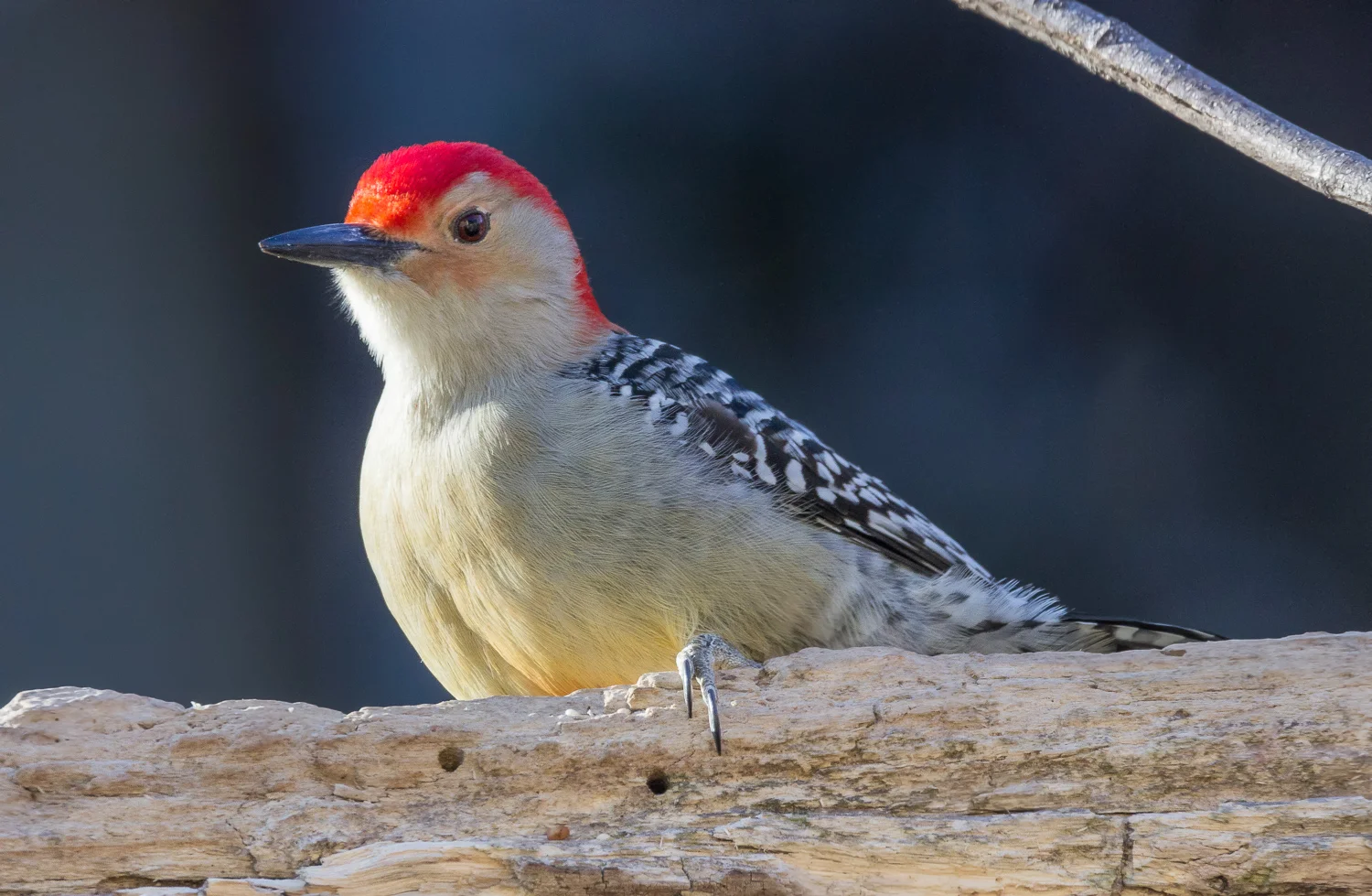 2018-02-030 - red bellied woodpecker_22.jpg