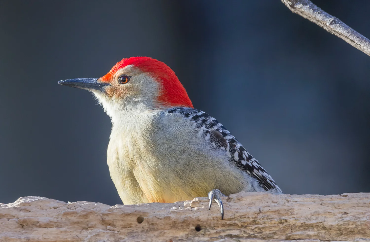 2018-02-030 - red bellied woodpecker_31.jpg