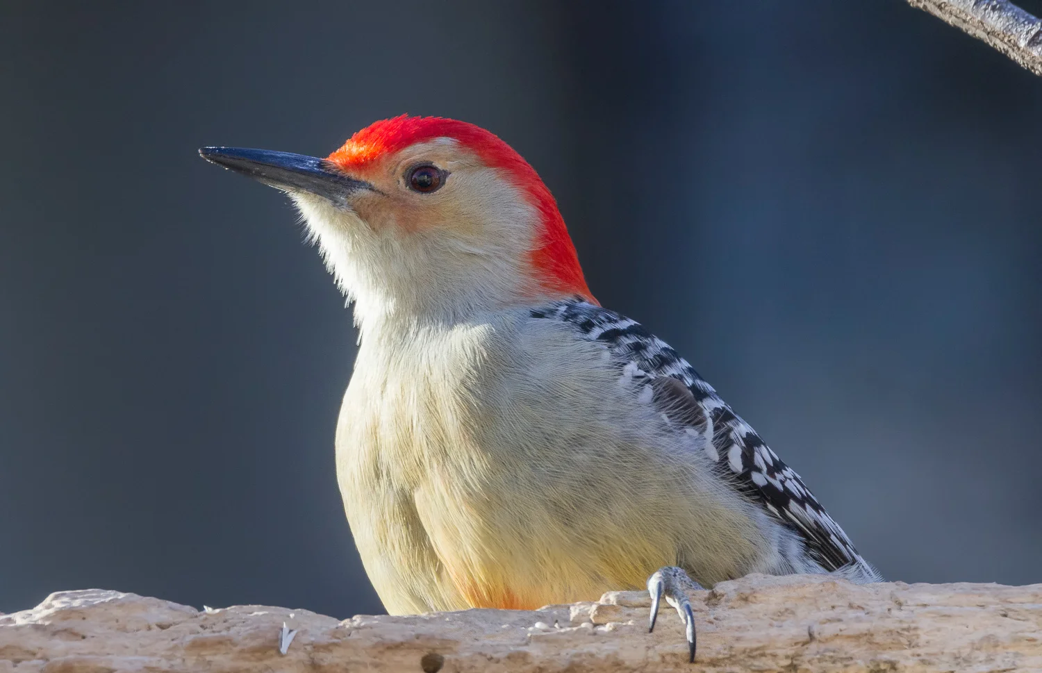 2018-02-030 - red bellied woodpecker_33.jpg