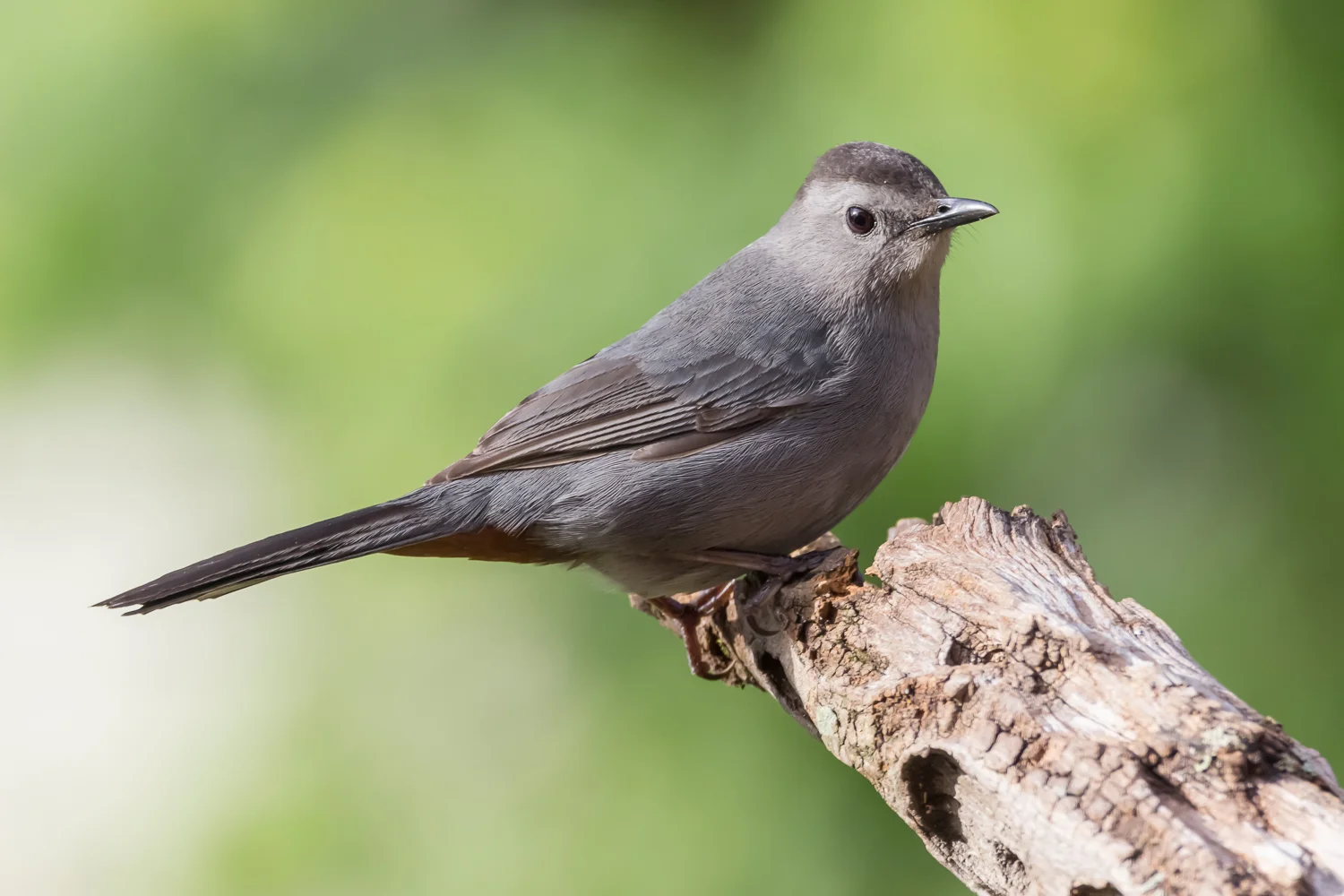 2016-05-04 gray catbird_2.jpg