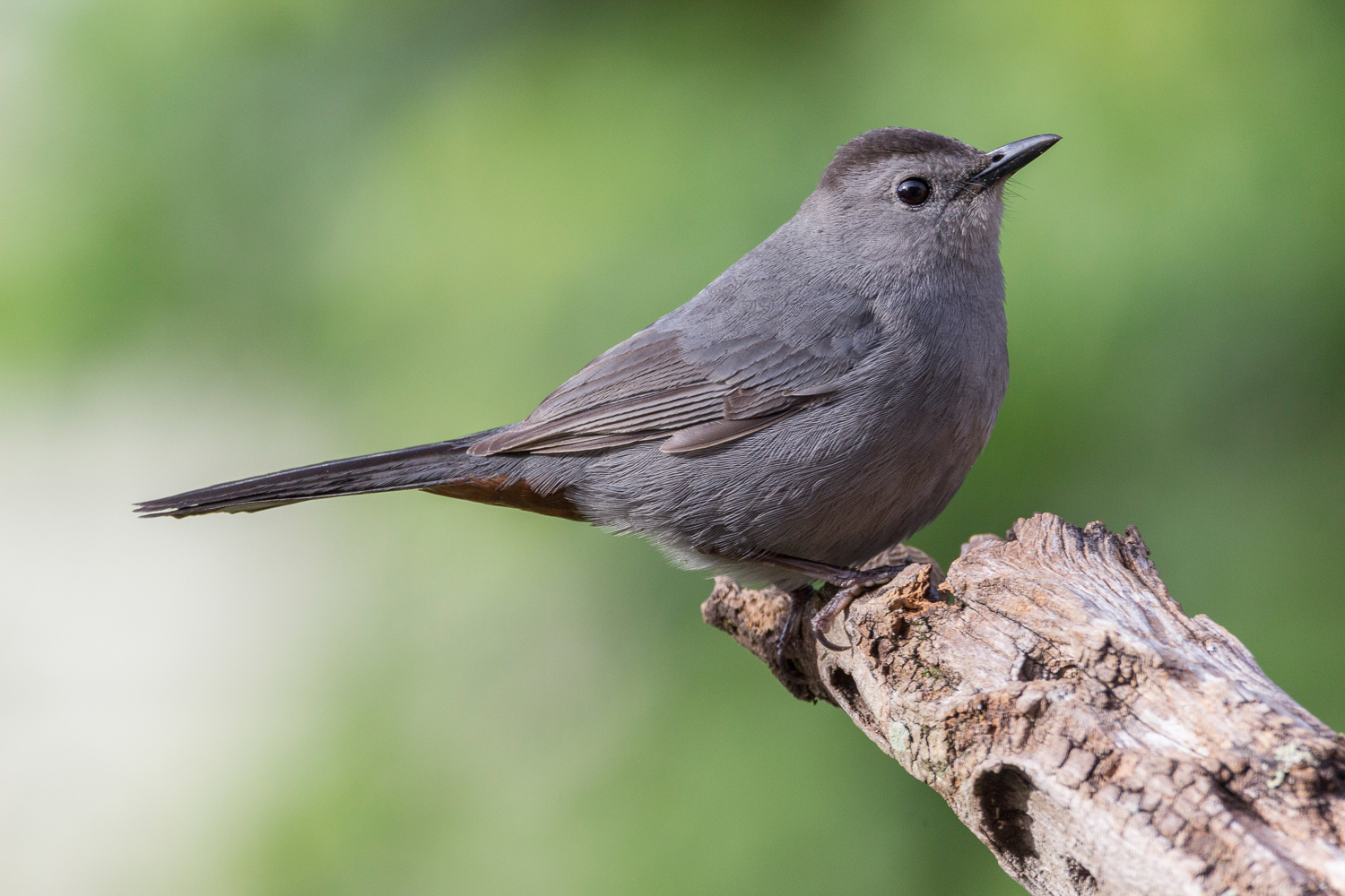 2016-05-04 gray catbird_10.jpg