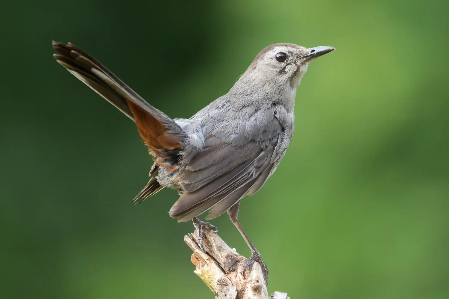 2016-08-04-gray bird_14.jpg