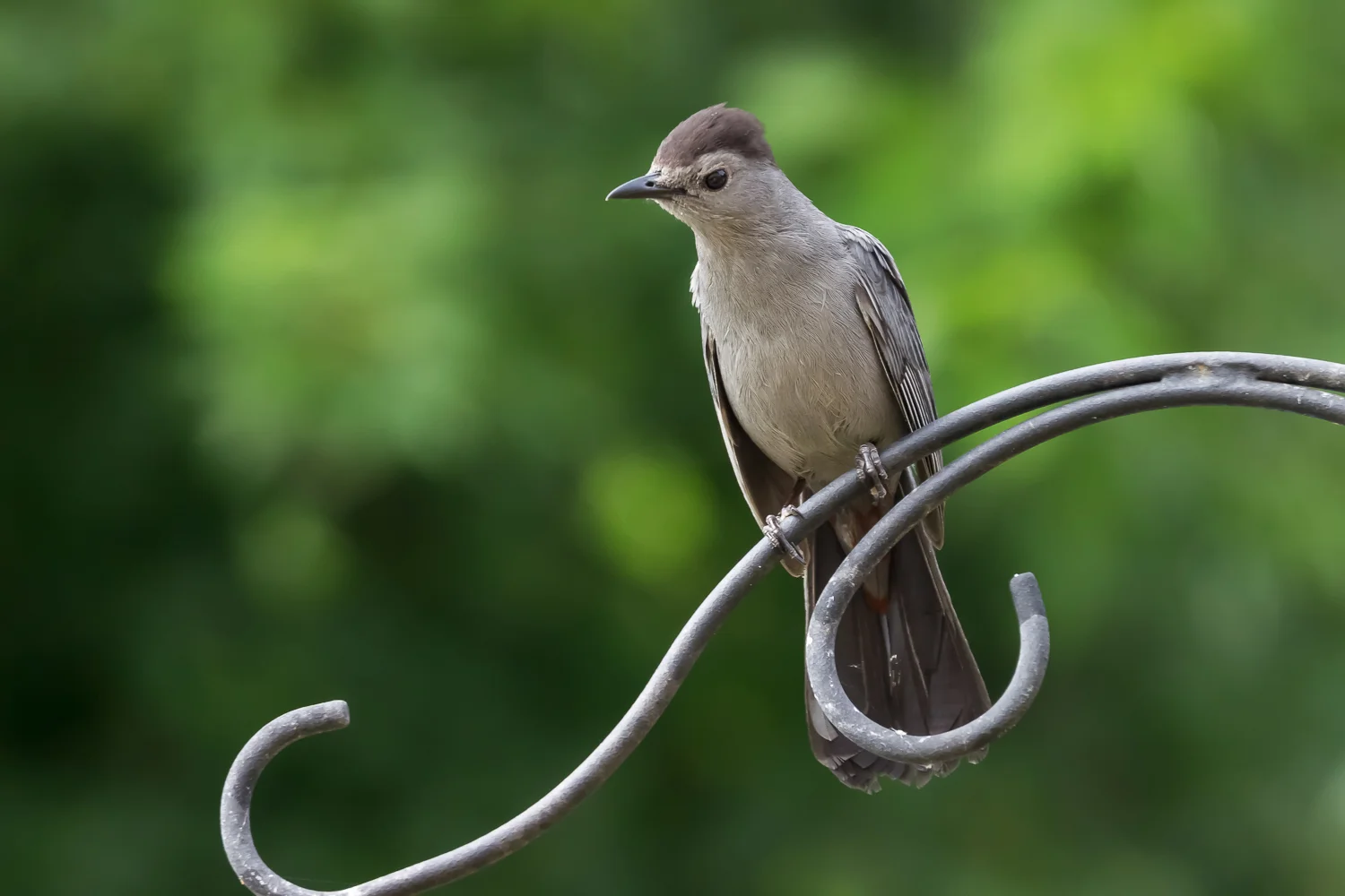 2017-07-01 grey catbird_1.jpg