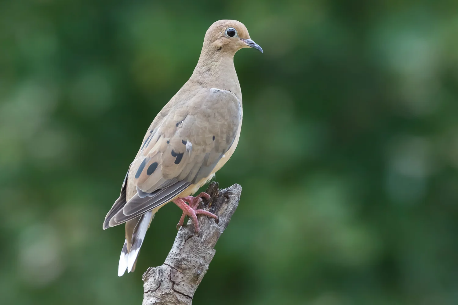 2017-10-05-Dove_9.jpg