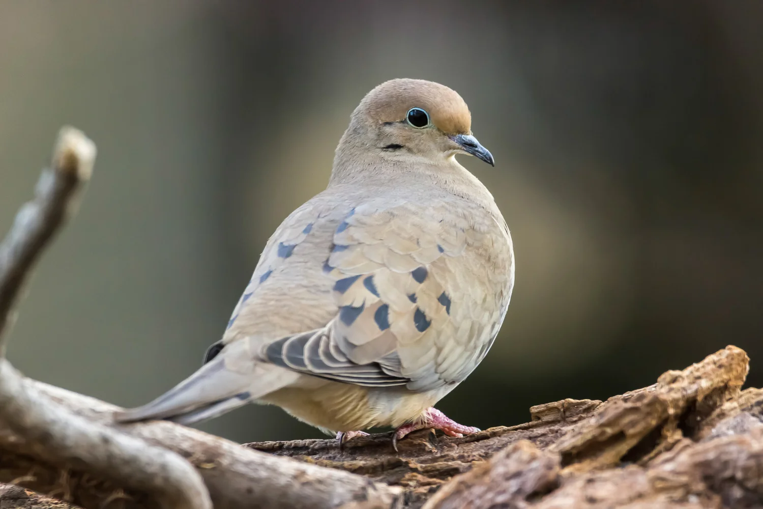 2016-02-29-dove_6.jpg