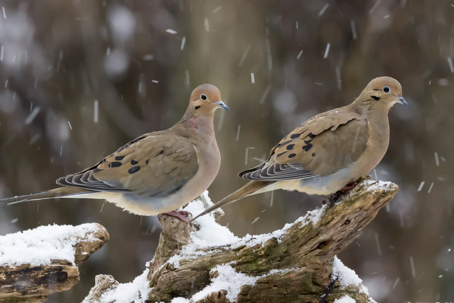 2017-12-09-dove_5.jpg