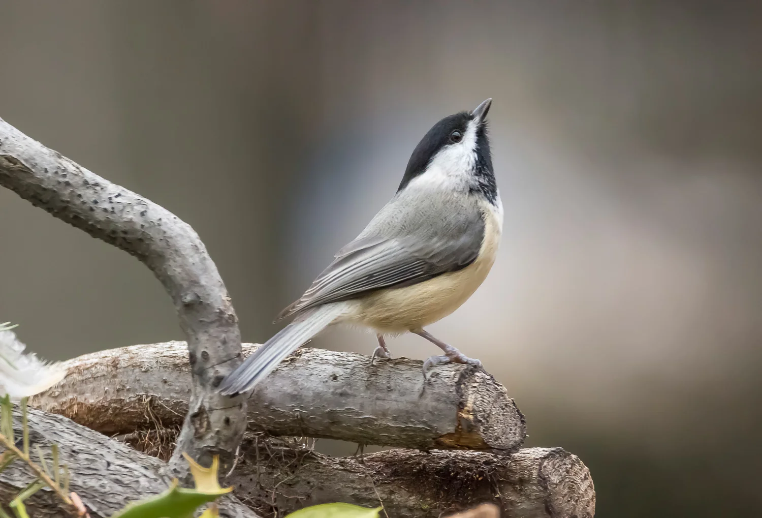 2016-01-10-black capped chickadee_4.jpg