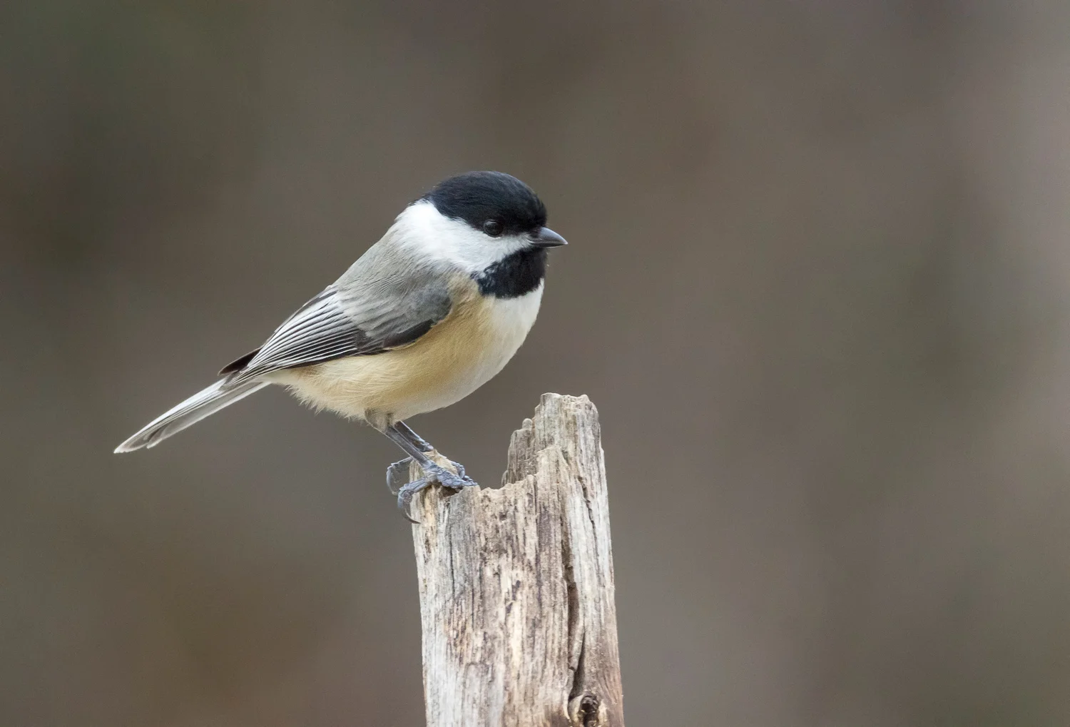 2016-01-10-black capped chickadee_11.jpg