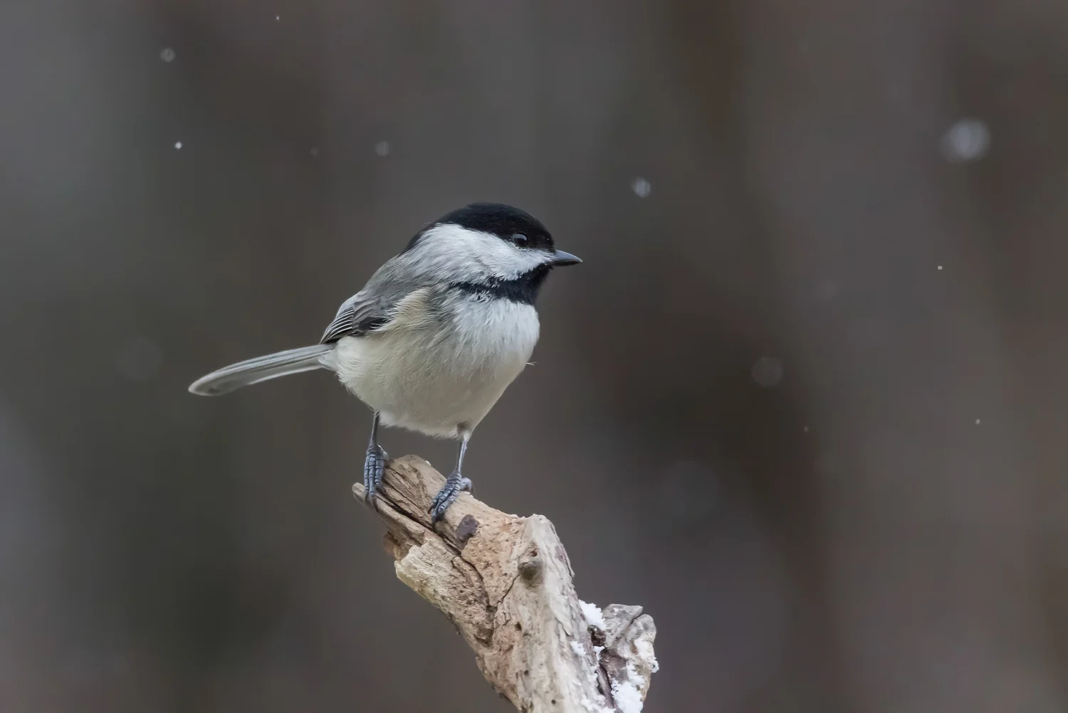 2016-01-30-black capped chickadee_1.jpg