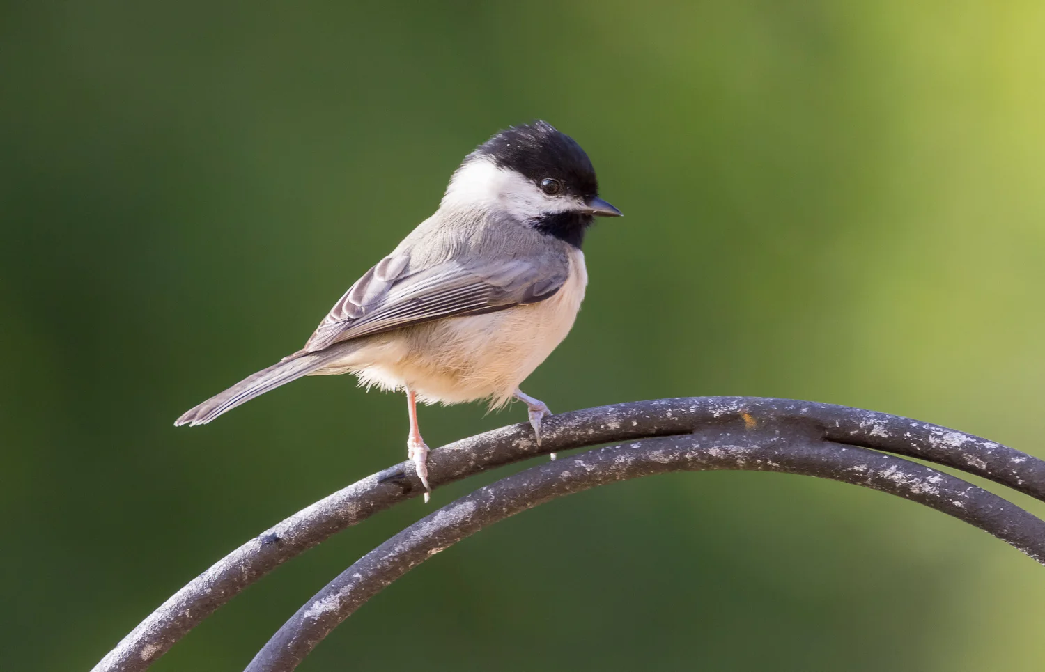 2016-10-12-black capped chickadee_2.jpg