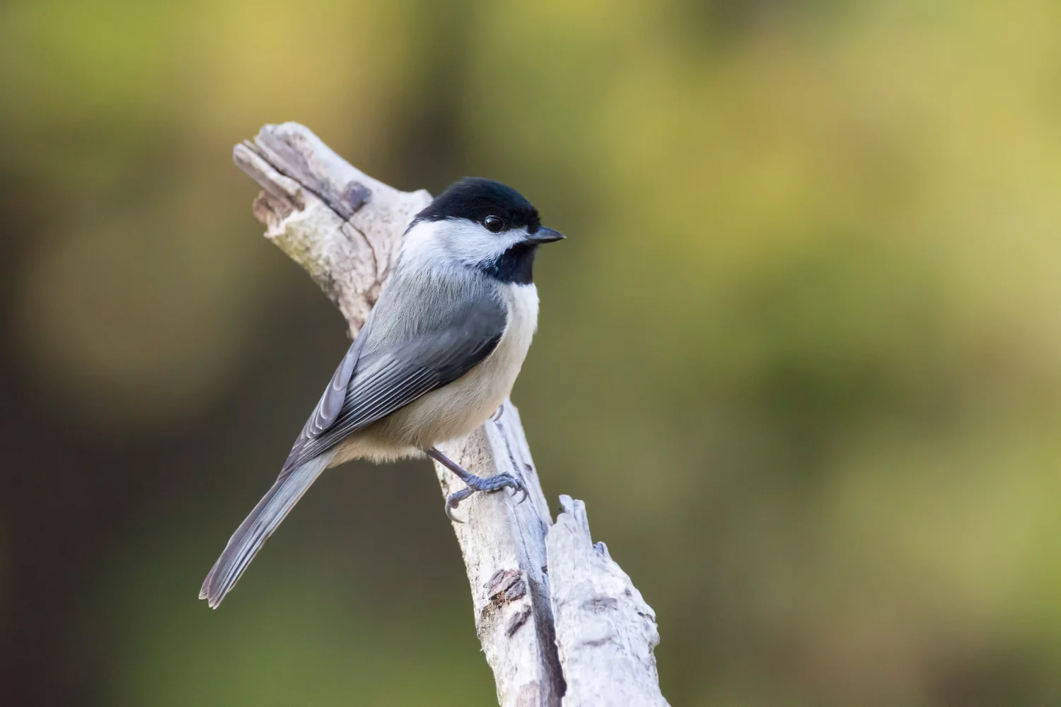 2016-11-16-black capped chickadee_1.jpg