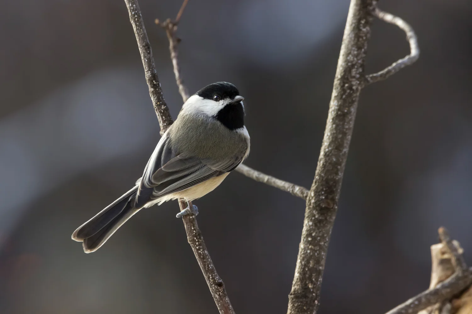 2017-12-16-black capped chickadee_14.jpg